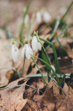 Narin beyaz kardelen çiçekleri dökülen kuru yaprakların arasından geçerek ilkbaharın ve yeni yaşamın gelişinin sinyallerini veriyor.
