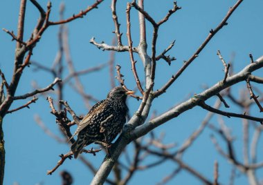 Benekli tüylü sığırcık kuşu çıplak ağaç dallarına tüneyerek açık mavi gökyüzüne karşı, kış yaban hayatını betimliyor.