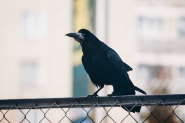 Şehir ortamında metal bir çitin üzerine tünemiş siyah kale kuşu, çevresini görüyor. Vahşi kuş şehir hayatına adapte oluyor.