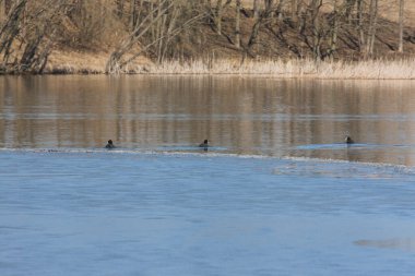 Sakin bir göl üzerinde eriyen buz çizgisinde gezinen Amerikalı coots, bahar mevsiminin başlarında açık su buluyor.
