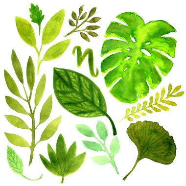 suluboya tropikal yaprak