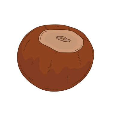 İzole edilmiş arka planda vektör fındık simgesi. Bir çeşit fındık-macadamia. El yapımı sağlıklı atıştırmalık.