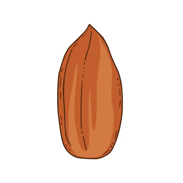 Ikon Kacang Vektor Pada Latar Belakang Yang Terisolasi Jenis Kacang - Stok Vektor