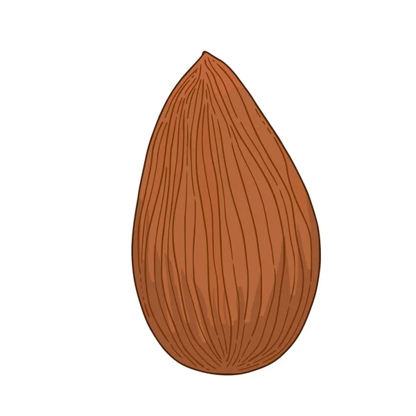 孤立背景上的向量坚果图标 坚果的类型 手拉着厚重的点心 — 图库矢量图片