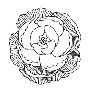 Şakayık çiçek çizimi sanat tarzında. Logo ya da tişört izi tasarımı. Asya şakayığıyla renklendirme sayfası.