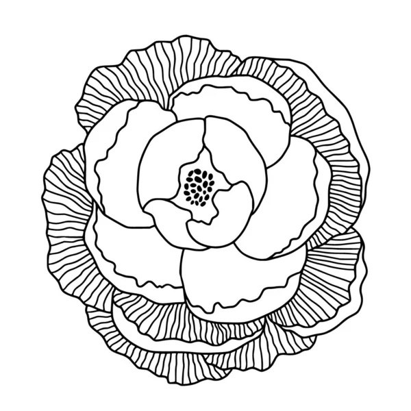 Ilustración de flores peónicas en estilo de arte en línea. Diseño de estampado de logotipo o camiseta. Página para colorear con peonía asiática. — Vector de stock