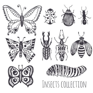 Collection of hand drawind insects, clipart