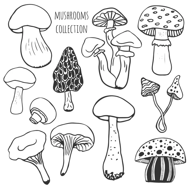 Hand getrokken paddestoelen collectie. — Stockvector