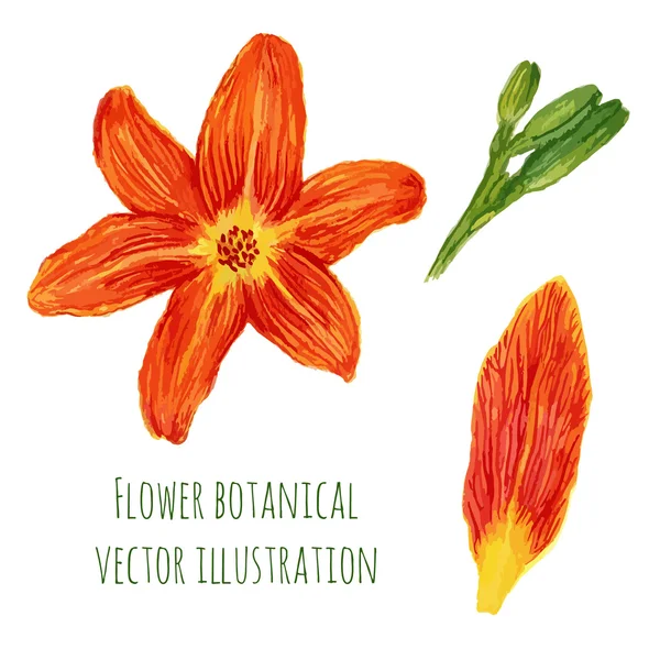 Flowers orange lilies — Stock Vector