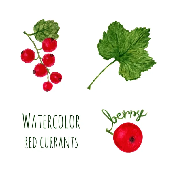 Red currant, leaf and berry — Stock Vector