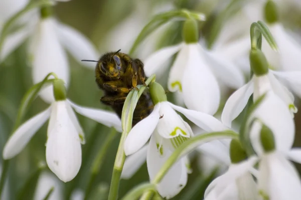 Bumblebee on a snowdrops — Stock Photo, Image