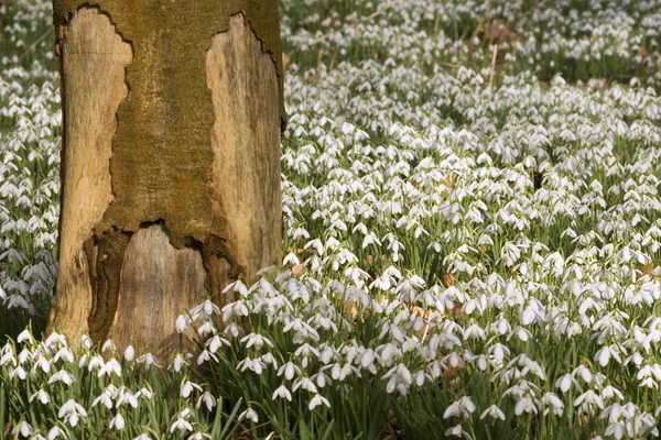 Carpet of white snowdrops — Stock Photo, Image