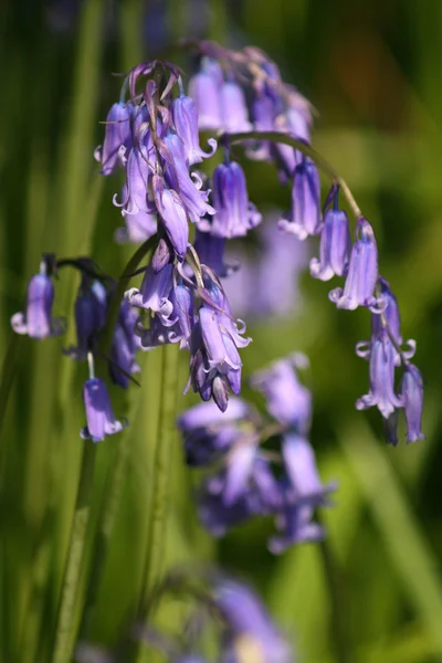 Κοντινό πλάνο bluebells Φωτογραφία Αρχείου