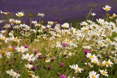 Papatya ve diğerleri