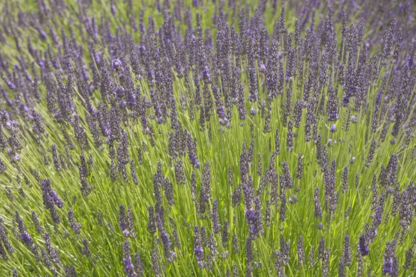 Lavanda de verão — Fotografia de Stock