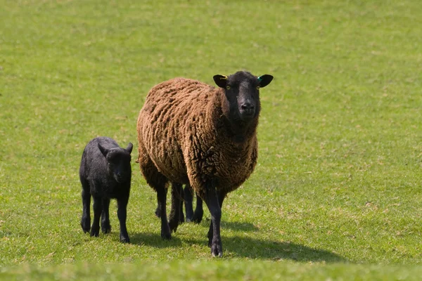 Moutons et agneaux — Photo