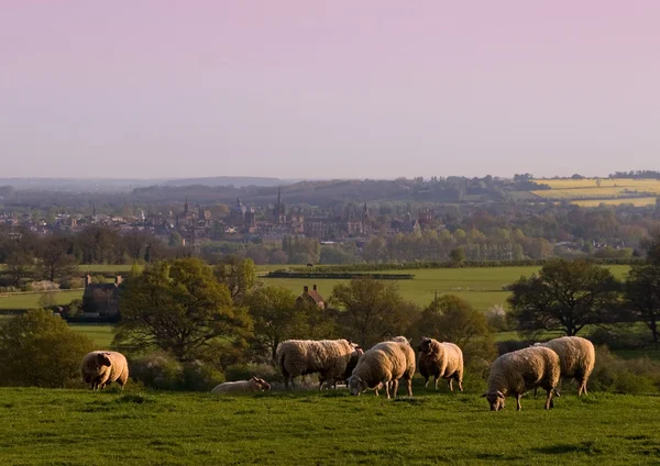 View over Oxford from Boars Hill, sunrise, Oxfordshire — Stock Photo, Image
