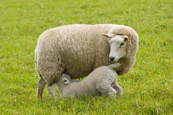 Lamm mit Mumie — Stockfoto