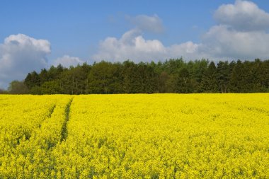 Güneşli rap alanı