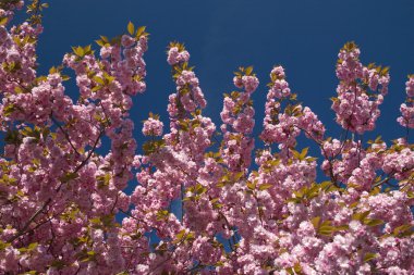 Pembe çiçek ağaçlar arka plan olarak