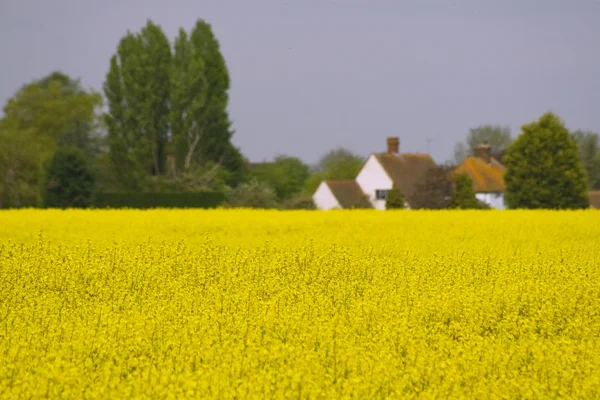 Raps field focus on flowers — Stock Photo, Image