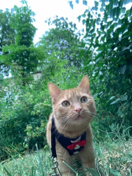 정장을 고양이가 풀밭에 — 스톡 사진