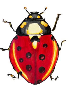 Hata, tekstil veya kartlar için beyaz arkaplanda suluboya böcek