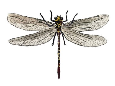 Hata, tekstil veya kartlar için beyaz arkaplanda suluboya böcek