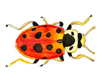 Hata, tekstil veya kartlar için beyaz arkaplanda suluboya böcek