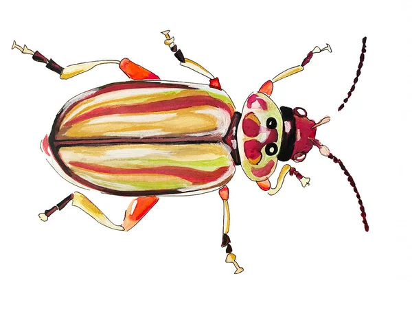 Bug Έντομο Ακουαρέλα Λευκό Φόντο Για Υφάσματα Κάρτες — Φωτογραφία Αρχείου