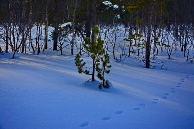 Karda tilki ayak izleri