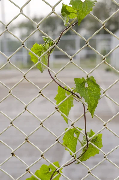 緑色のスチール ワイヤ メッシュの葉 — ストック写真