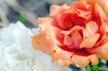  Portulaca çiçek, moss gül