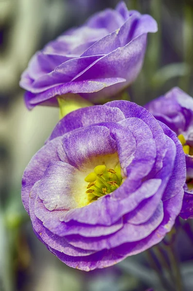 Mavi çiçek lisianthus