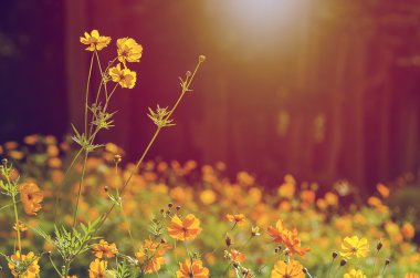 Yumuşak odak cosmos çiçek bahçesi güneş ışığı altında.