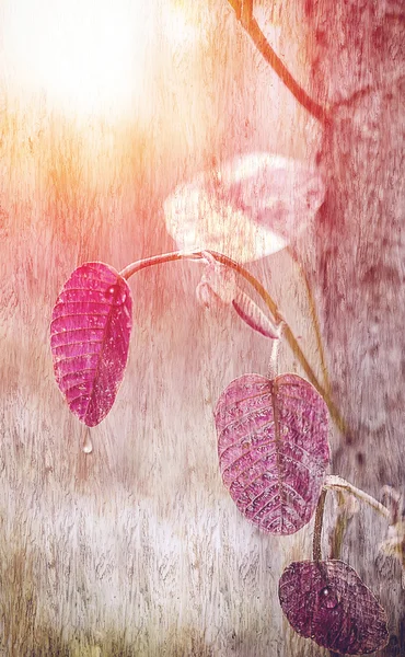 Image of red leaf with water drop overlay on wood background. — Stock Photo, Image