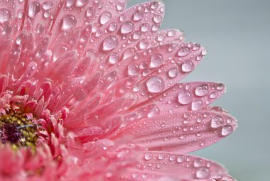pembe gerbera