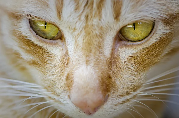 Cat in close up face — Stock Photo, Image