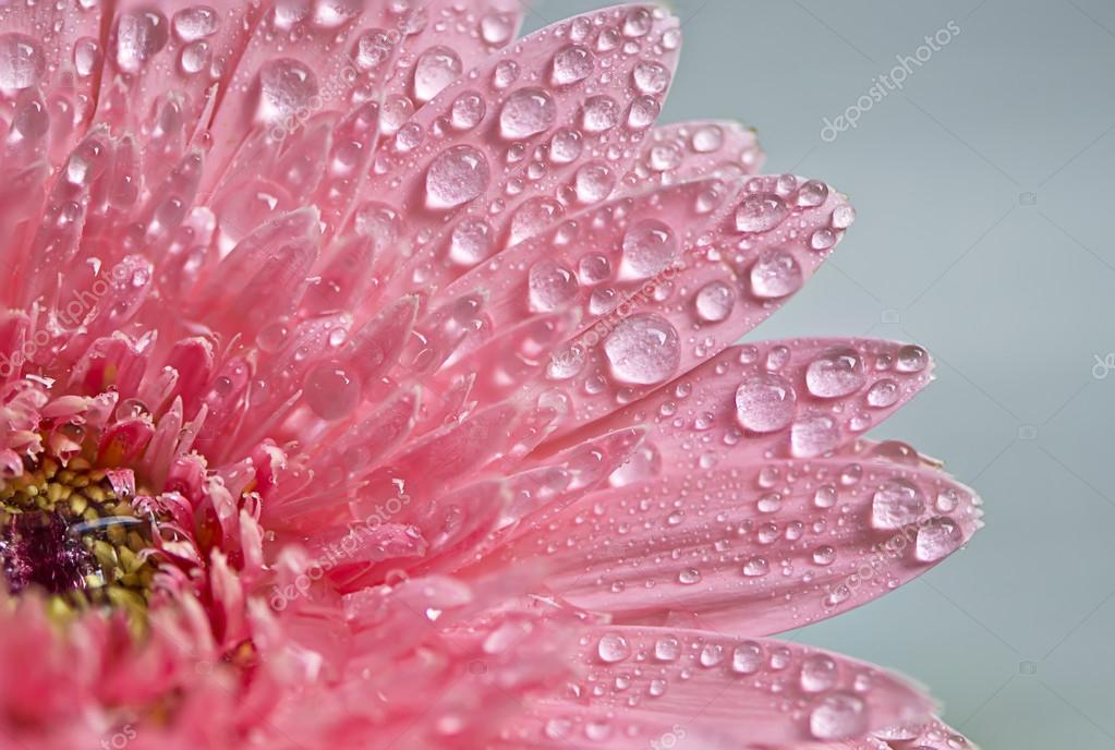 Flores con agua fotos de stock, imágenes de Flores con agua sin royalties |  Depositphotos
