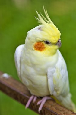 Beyaz cockatiel