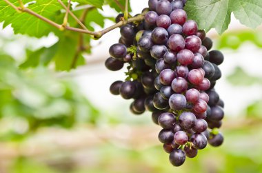 taze kırmızı üzüm