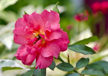 Kırmızı gül, yaklaş.