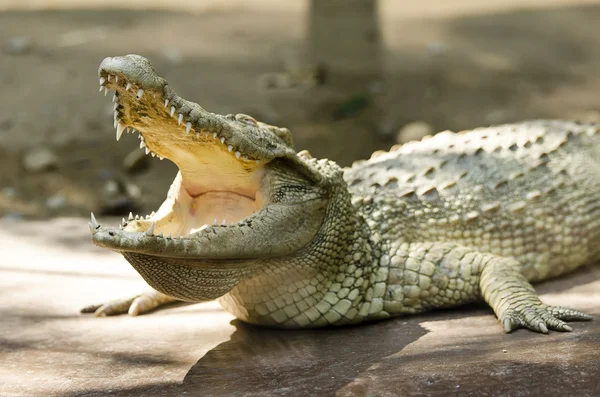 Bílý krokodýl — Stock fotografie