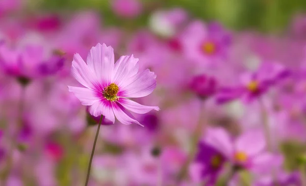 Pink Daisy — Stockfoto
