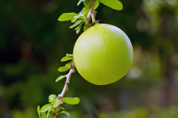 Fruta de calabaza — Foto de Stock