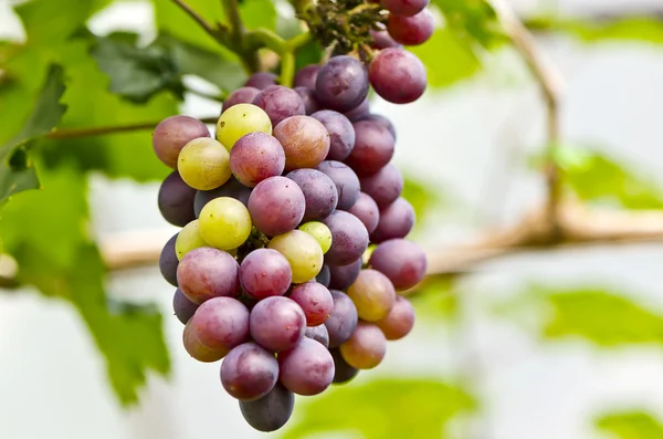 Uvas vermelhas — Fotografia de Stock