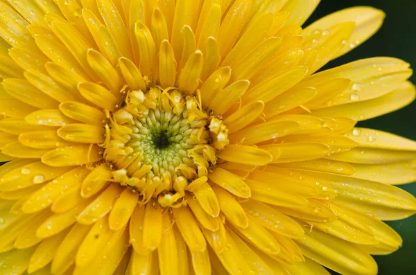 Gul gerbera — Stockfoto