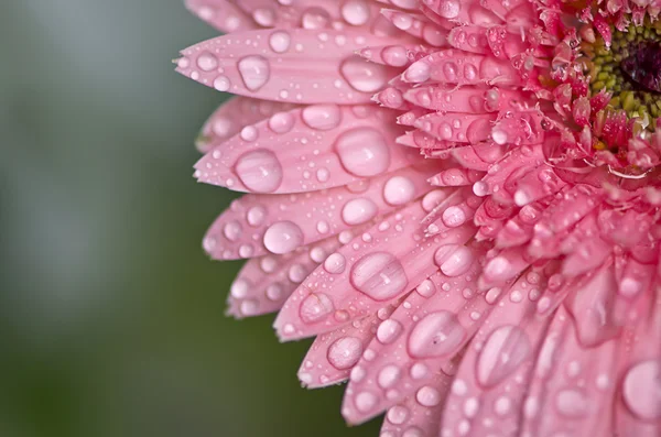 非洲菊与水滴 — 图库照片