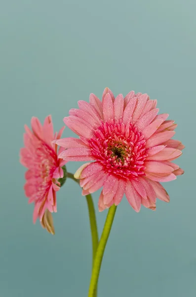 非洲菊的花 — 图库照片