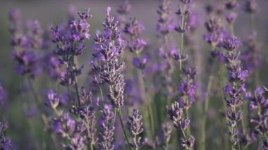 Lavanta tarlası, yaban arıları polen topluyor